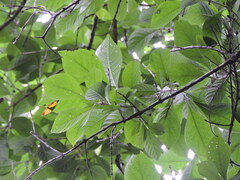 (c) Fabrício Mil Homens Riella, some rights reserved (CC BY) Aegiphila integrifolia, photograph (c) Fabrício Mil Homens Riella, some rights reserved (CC BY)