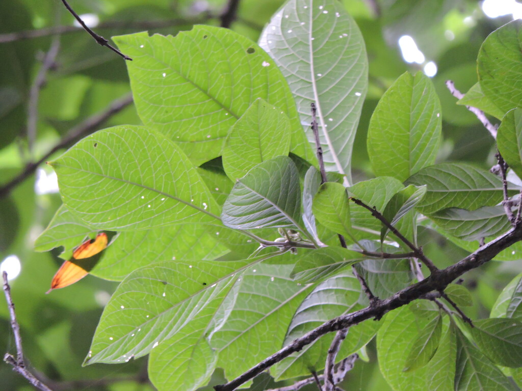Aegiphila integrifolia; photograph (c) Fabrício Mil Homens Riella, some rights reserved (CC BY)