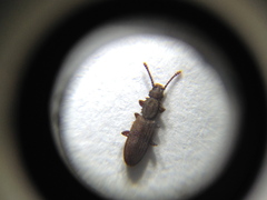 Oryzaephilus surinamensis