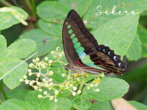 Common Bluebottle