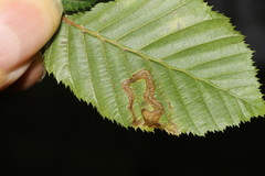 Stigmella ulmivora