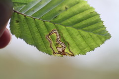 Stigmella ulmivora