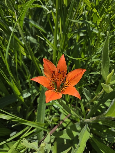Wood Lily