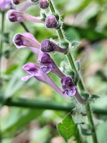 Scutellaria columnae, photograph 3