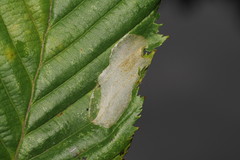 Phyllonorycter coryli