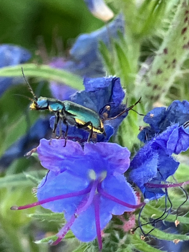 Gelbstirniger Warzenkäfer
