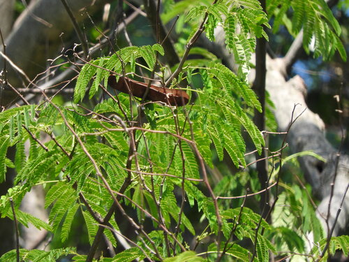 Lysiloma acapulcense, photograph 3