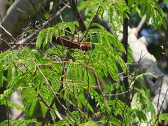 Lysiloma acapulcense, photograph (c) Alexis López Hernández, some rights reserved (CC BY)
