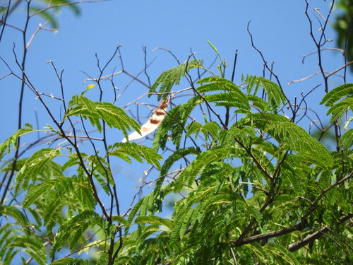 Lysiloma acapulcense, photograph 4