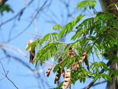 Lysiloma acapulcense