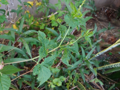 Astraea lobata, photograph 3