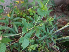 Astraea lobata, photograph (c) Kurt Miller, some rights reserved (CC BY-SA)
