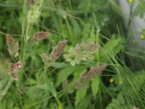 Asian minor rabbit’s-foot grass