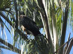 Buteo jamaicensis
