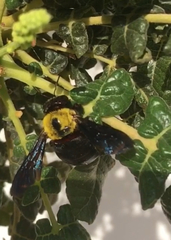 Xylocopa pubescens
