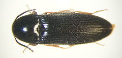 Ampedus deletus