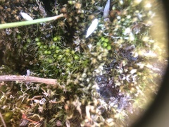 Pleuridium subulatum