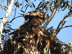 Buteo jamaicensis