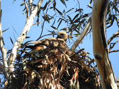 Buteo jamaicensis