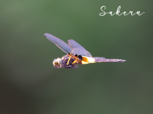 Pied Skimmer
