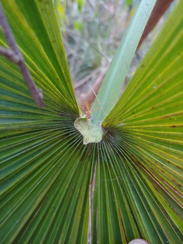 Coccothrinax alta, photograph 2