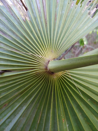 Coccothrinax alta, photograph 3