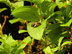 Andrena scotica