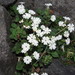 Ourisia fragrans - Photo (c) Nicolás Lavandero, some rights reserved (CC BY), uploaded by Nicolás Lavandero