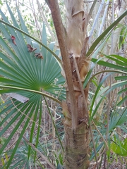 Coccothrinax alta, photograph (c) Kurt Miller, some rights reserved (CC BY-SA)