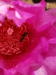 Eupompha schwarzi