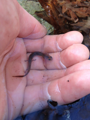 Eurycea neotenes