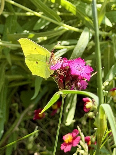 Common Brimstone