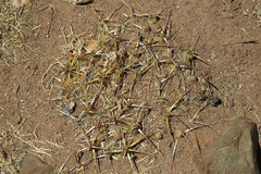 Maihueniopsis molfinoi