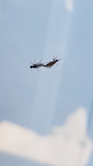 Dilophus tibialis breviceps