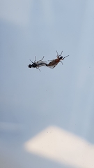 Dilophus tibialis breviceps