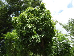 Simira salvadorensis