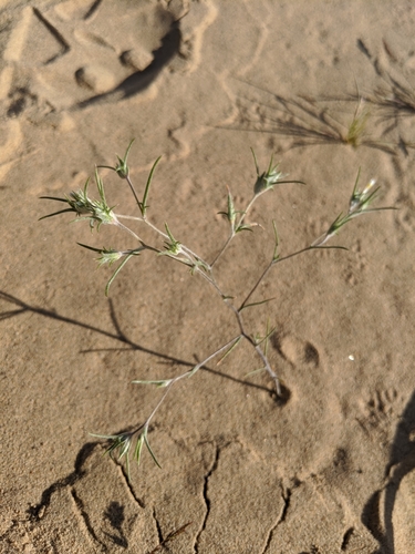 Image of Eriastrum harwoodii by no rights reserved