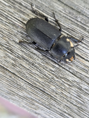 Lesser Stag Beetle