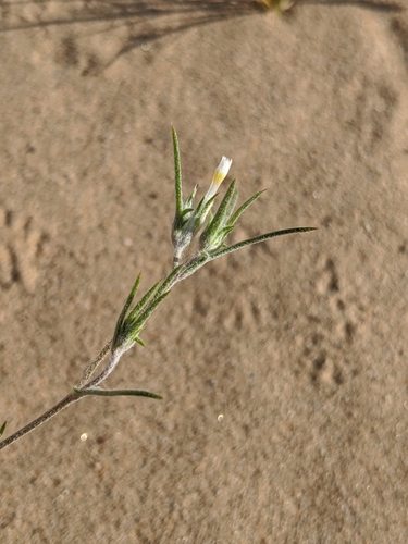 Image of Eriastrum harwoodii by no rights reserved