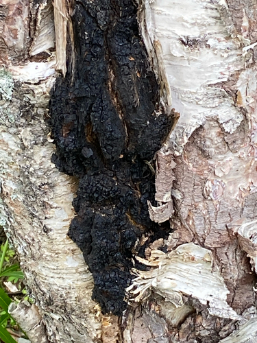 chaga