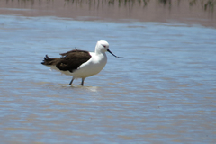 Recurvirostra andina