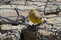 Sicalis uropygialis