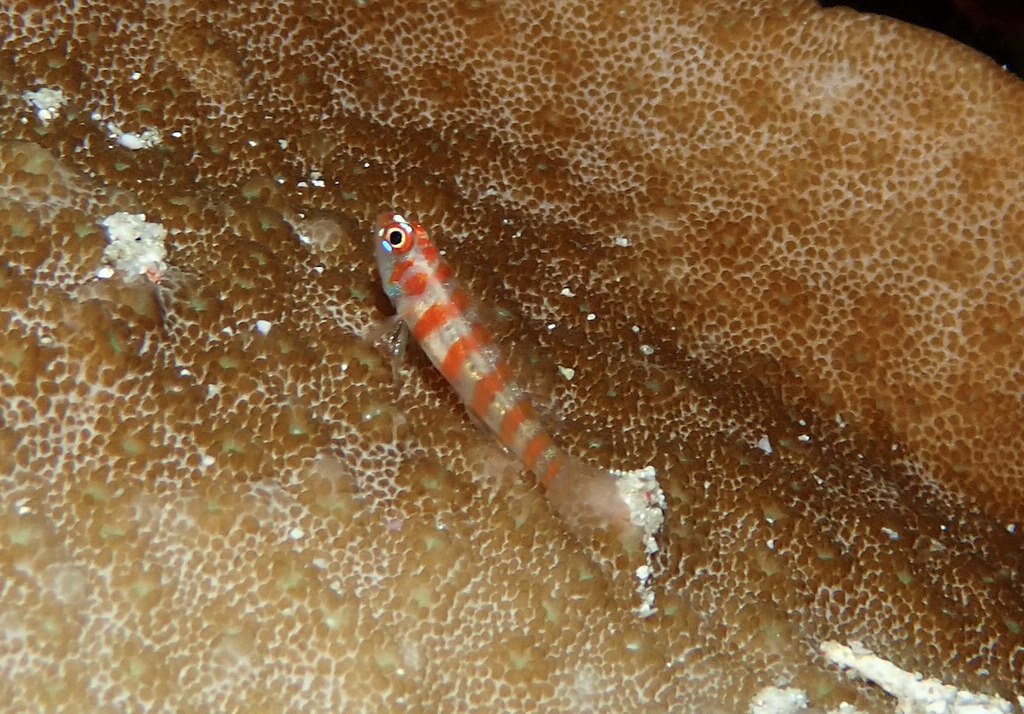 Candycane Dwarfgoby