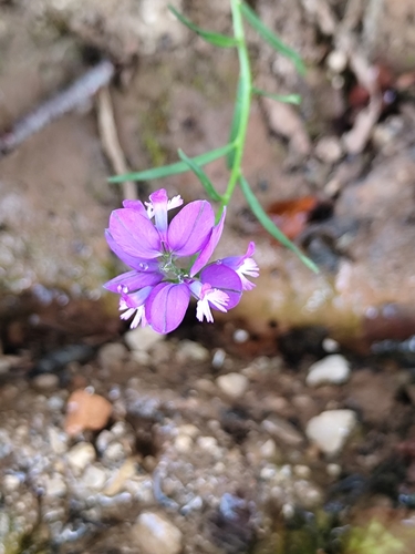 Polygala nicaeensis, photograph 4