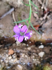Polygala nicaeensis, photograph (c) Francesco Santoro, some rights reserved (CC BY)