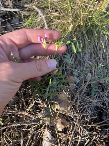 Astragalus arenarius