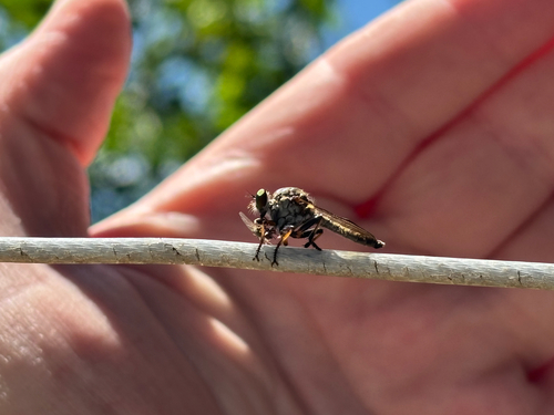 iNaturalist observation photo of Plumetops