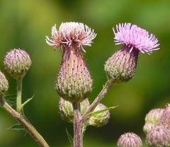 Cirsium arvense