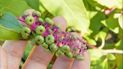 Phytolacca americana