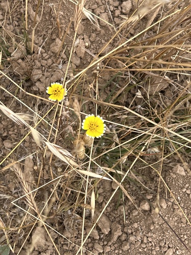 Layia platyglossa observed 2026-06-20